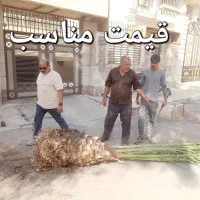 بریدن نخل قطع نخل حرس نخل سمپاشی در آوردن ریش نخل|خدمات باغبانی و درختکاری|اهواز, نادری|دیوار