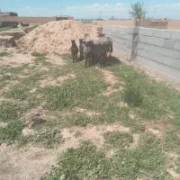 میش رومانوف ۲قلو