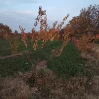 باغ زردالو|فروش دفتر صنعتی، کشاورزی، تجاری|نوشین شهر, |دیوار