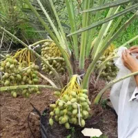 فروش پاجوش و نخل بزرگ|خدمات باغبانی و درختکاری|آران و بیدگل, |دیوار