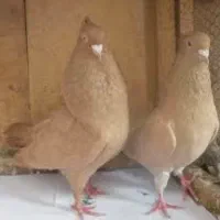 کفتر سرخ و زرد
