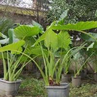 فروش عمده گل بابا آدم نژاد حاره ای جاینت در نوشهر|گل و گیاه طبیعی|تهران, تهرانپارس غربی|دیوار