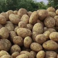 سیب زمینی تحویل به شهر هایه اطراف هم آورده میشود