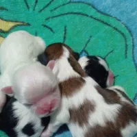 ۲عدد مولد شیتزو|سگ|دماوند, دماوند|دیوار