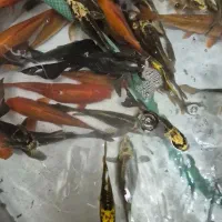 ماهی کوی|ماهی|قم, دروازه کاشان|دیوار