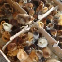 تولیدتهران جوجه رنگی گوشتی محلی اردک بوقلمون غاز|حیوانات مزرعه|تهران, کرمان|دیوار