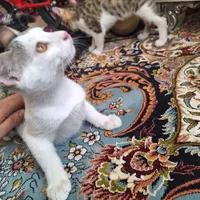 واگذاری بچه گربه