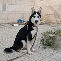 سگ هاسکی نر. 3ساله