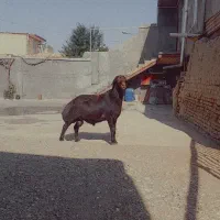 قوچ قزل افشار
