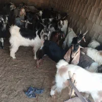 کهره نر چاق تخت|حیوانات مزرعه|جهرم, |دیوار