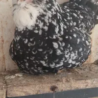 تخم مرغ گلین ریش کاکل چهل تاج فول|حیوانات مزرعه|گرگان, |دیوار