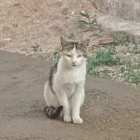 گربه ناز