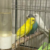 سه جفت مرغ عشق|پرنده|خمینی‌شهر, |دیوار