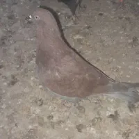 کفتر گمشد|حیوانات|نهاوند, |دیوار