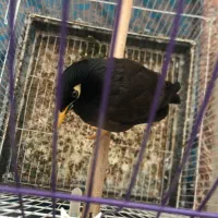 مرغ مینا سخنگو