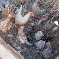 مرغ و خروس لاری و گلین