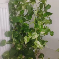 گل طبیعی|گل و گیاه طبیعی|صحنه, |دیوار