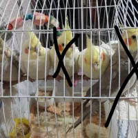 طوطی عروس