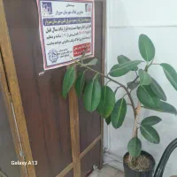 مغازه-امیرکبیر