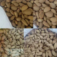 فروش بادام