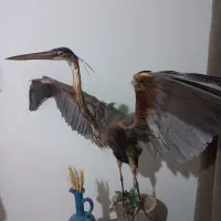 دکوری حواصیل (پرنده مهاجر روسی)