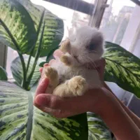 خرگوش با قفس و وسایل|موش و خرگوش|تهران, ائمه اطهار|دیوار