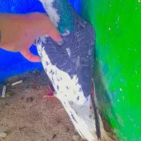 کفتر|پرنده|تربت‌حیدریه, سیلوی گندم|دیوار