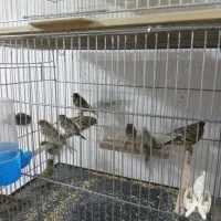 نرو ماده قناری وجوجه گل به سر