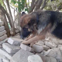 واگذاری سگ ژرمن اصلی واکسن زده|سگ|سبزوار, قاضی زاد|دیوار