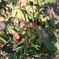 باغ ویلا|فروش زمین و ملک کلنگی|تویسرکان, |دیوار