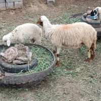 میش بره رگایی