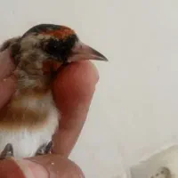 فروش 25عدد سره فروشی|پرنده|ملایر, |دیوار