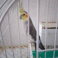 طوطی