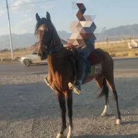 اسب یورقه