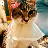 واگذاری رایگان دختر 6 ماهه خرخری