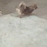 سگ گمشده|حیوانات|ملایر, |دیوار