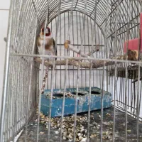 سهره|پرنده|خمینی‌شهر, |دیوار