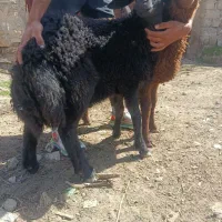 گوسفند