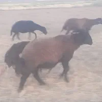 قوچ افشاری همو