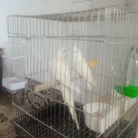 طوطی البینو