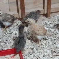 جوجه گلپایگانی ۳۲روزه سرحال