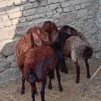 بره ماده کاور افشاری میش|حیوانات مزرعه|مشهد, ارشاد|دیوار