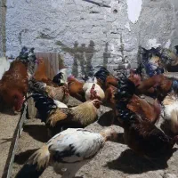 خروس محلی|حیوانات مزرعه|هشتگرد, هشتگرد قدیم|دیوار