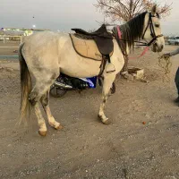 اسب ترکمن نریان|اسب و تجهیزات اسب‌سواری|مشهد, رده|دیوار