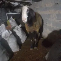 یک عدد قوچ تمیز