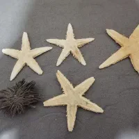 عروس دریایی و توتی دریایی واقعی خشک شده