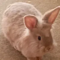 خرگوش لپی ماده