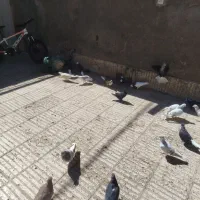 جفتگاه|پرنده|سبزوار, شهرک جهاد|دیوار