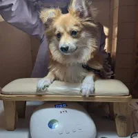 سگ پامر‌ روباهی