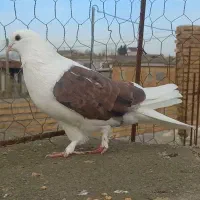 کبوتر رنگی|پرنده|تاتار علیا, |دیوار